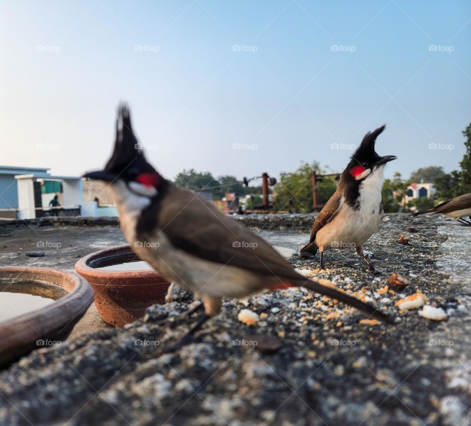 Bulbul birds in search of food