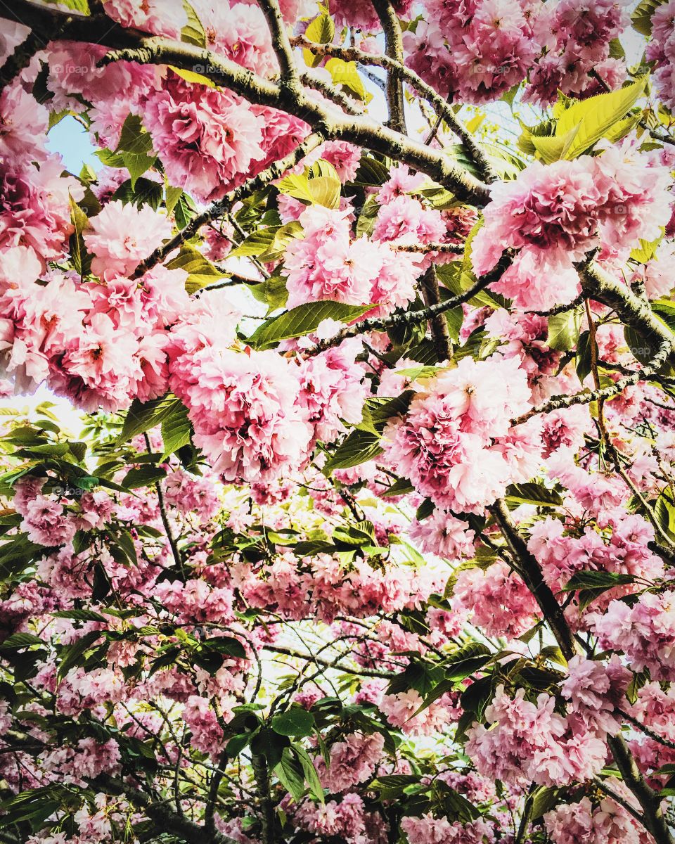 Blossoms 