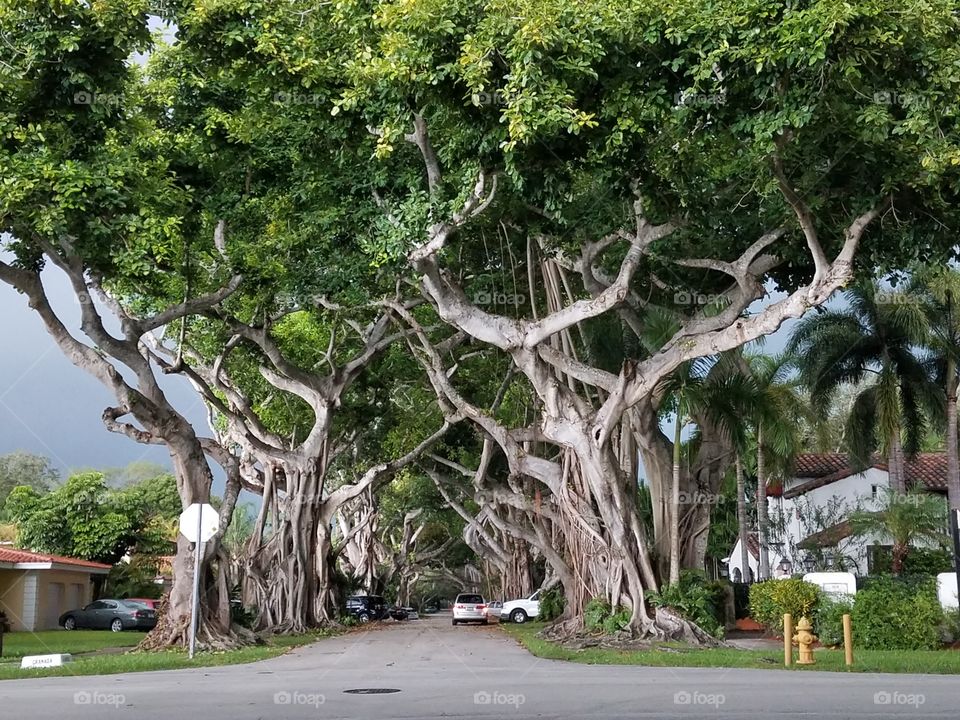 massive tree covering a whole residential neighborhood in Coral Gables, FL