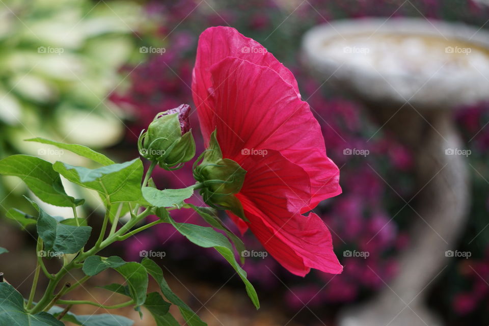 A hot pink, eye-catching hibiscus bloom. 