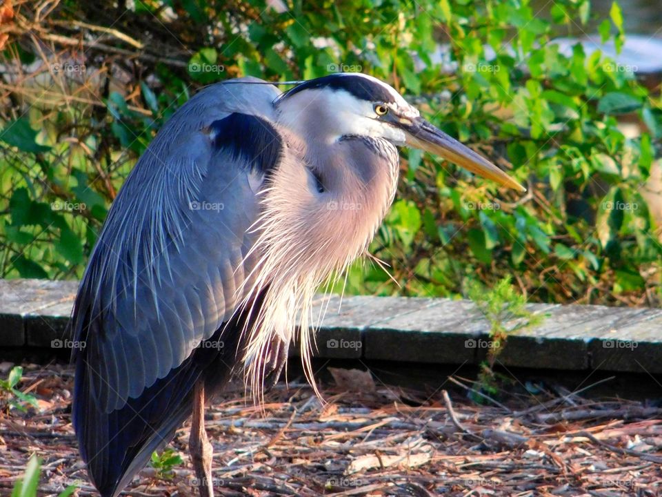 The Great Blue Heron posing in the sun.
Great Blue Herons are the kings of the wading birds! 