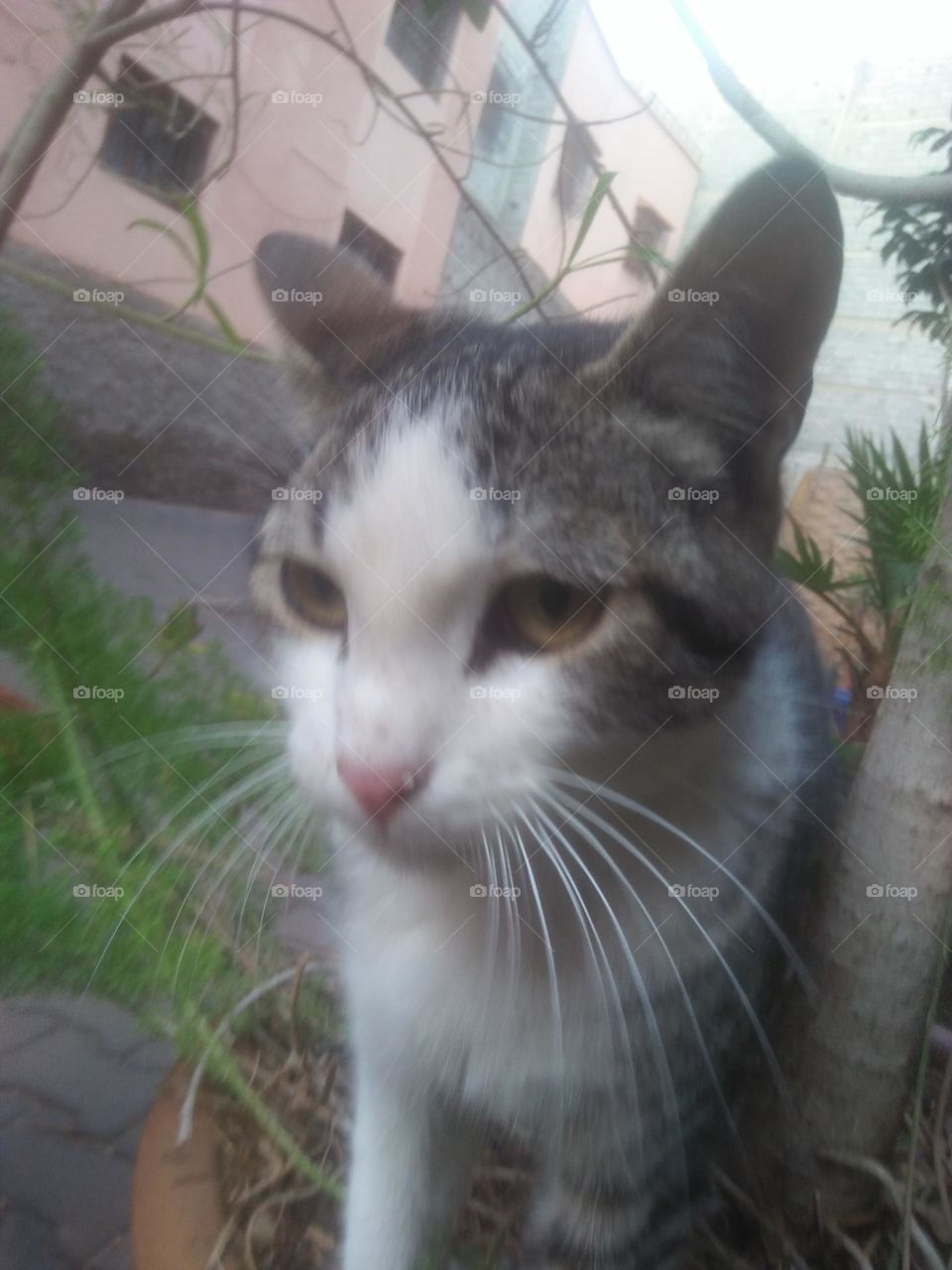 Beautiful cat looking at camera.