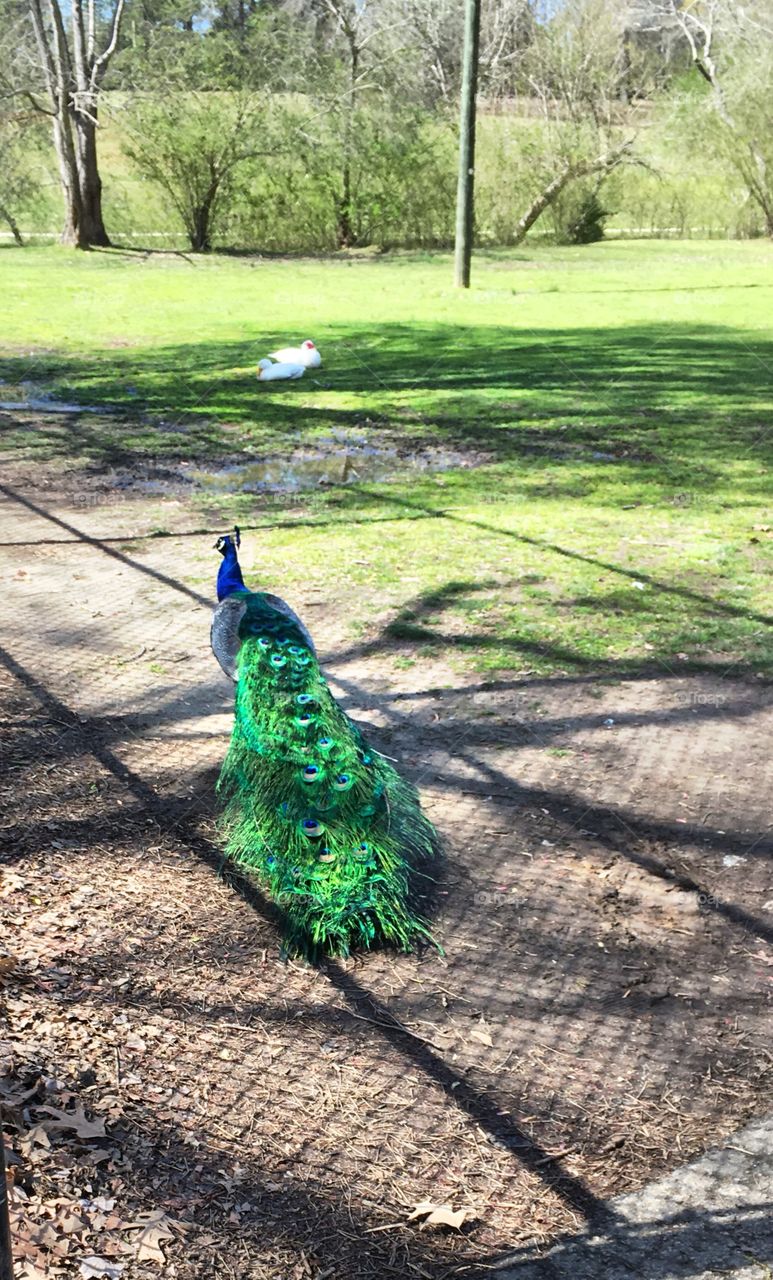 Peacock 
