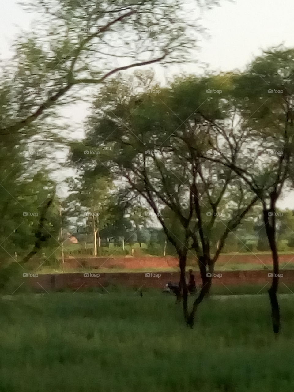 a beautiful sight with trees