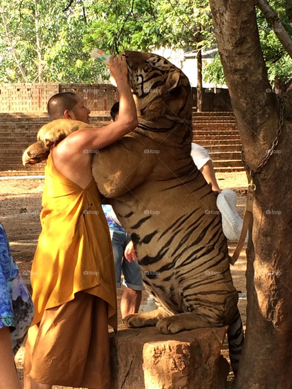 Monk feeding tiger