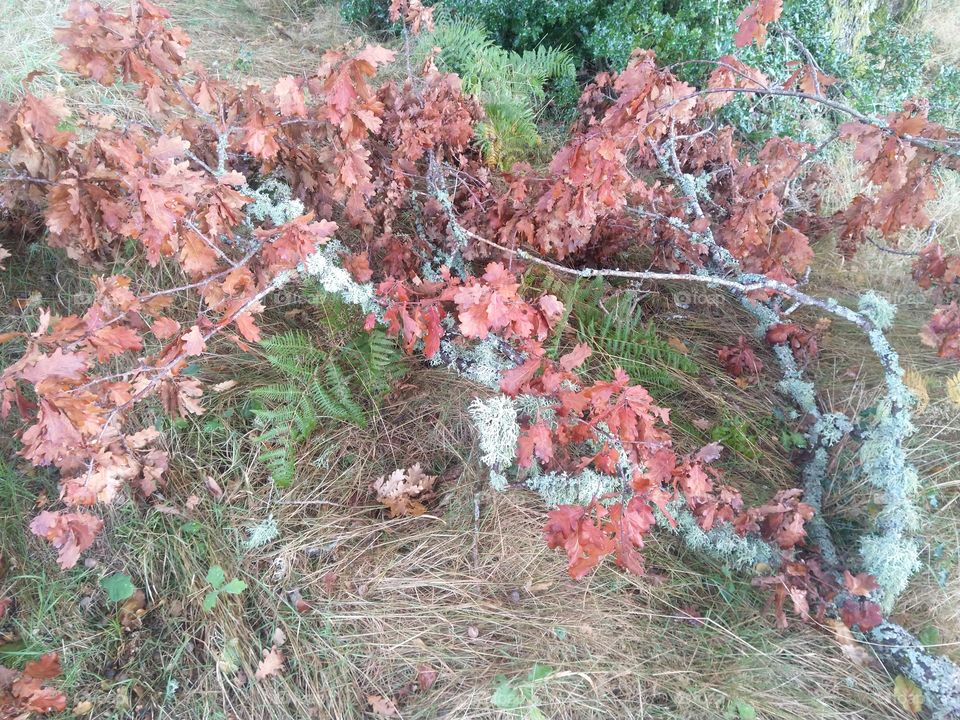 Nature exploration tree