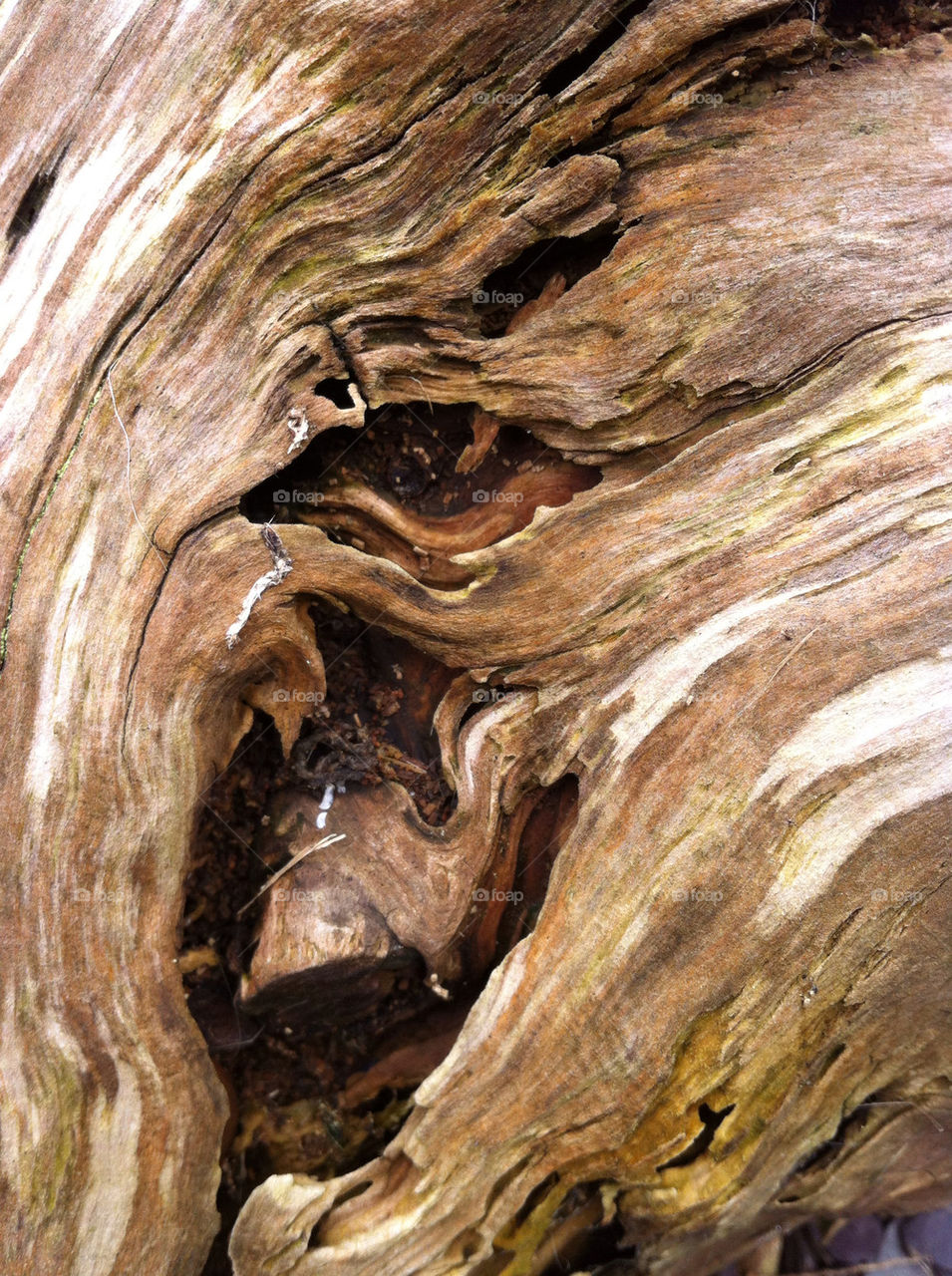 background wood tree texture by emmam