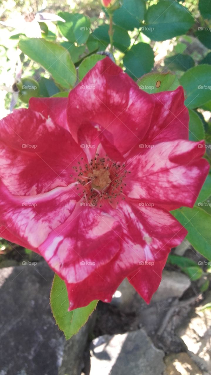 Rosa mesclada linda flora brasileira