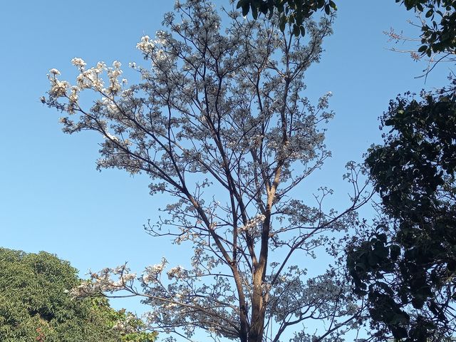 Árvore com flores brancas.