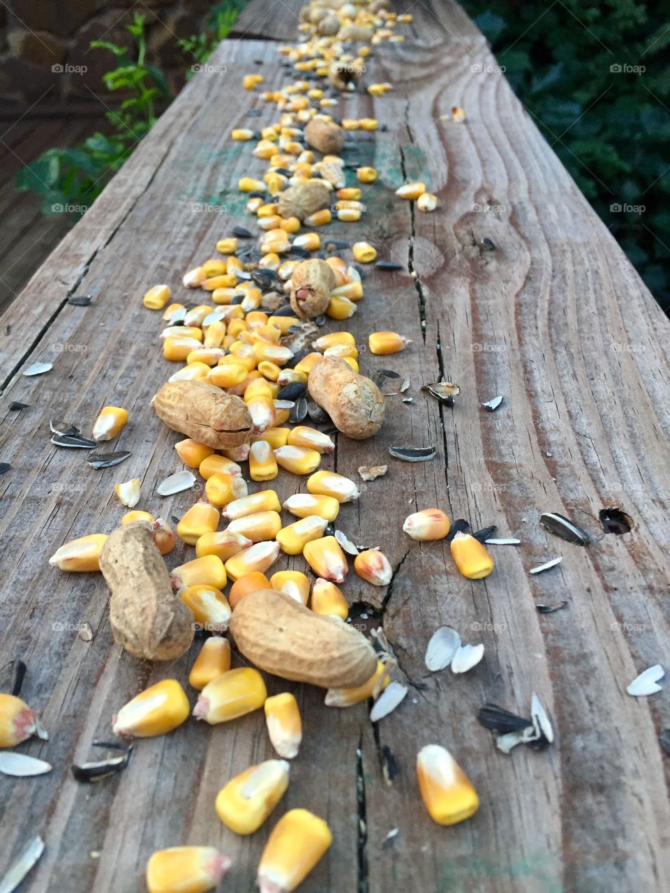 Close-up of squirrel food