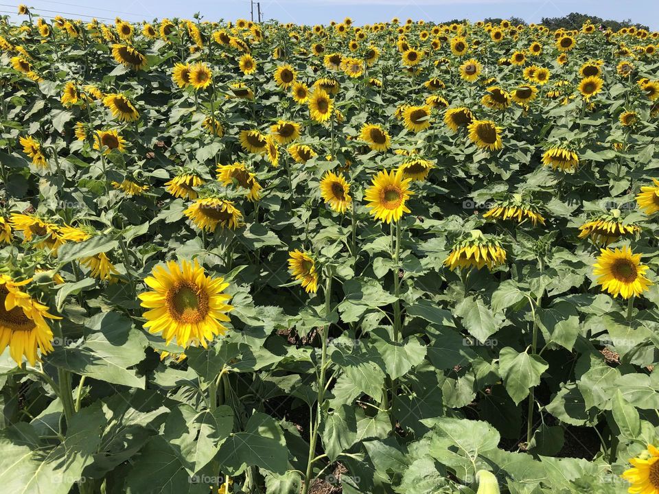 Sunflower fields 