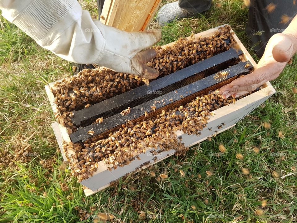 Getting a Bee swarm into a nuc hive