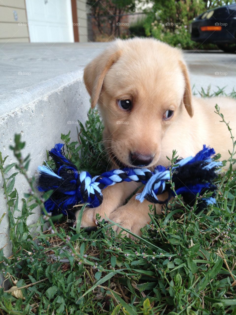 Close-up of a puppy playing with toy