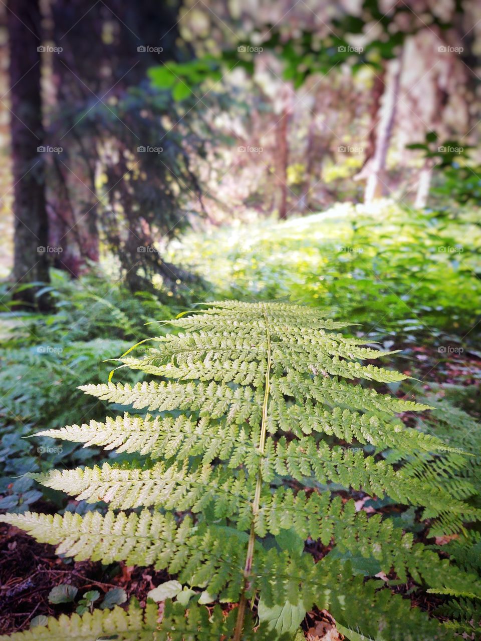 fern in the forest
