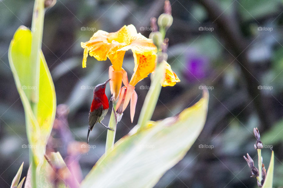 Suckling (Crimson Sunbird (Male)