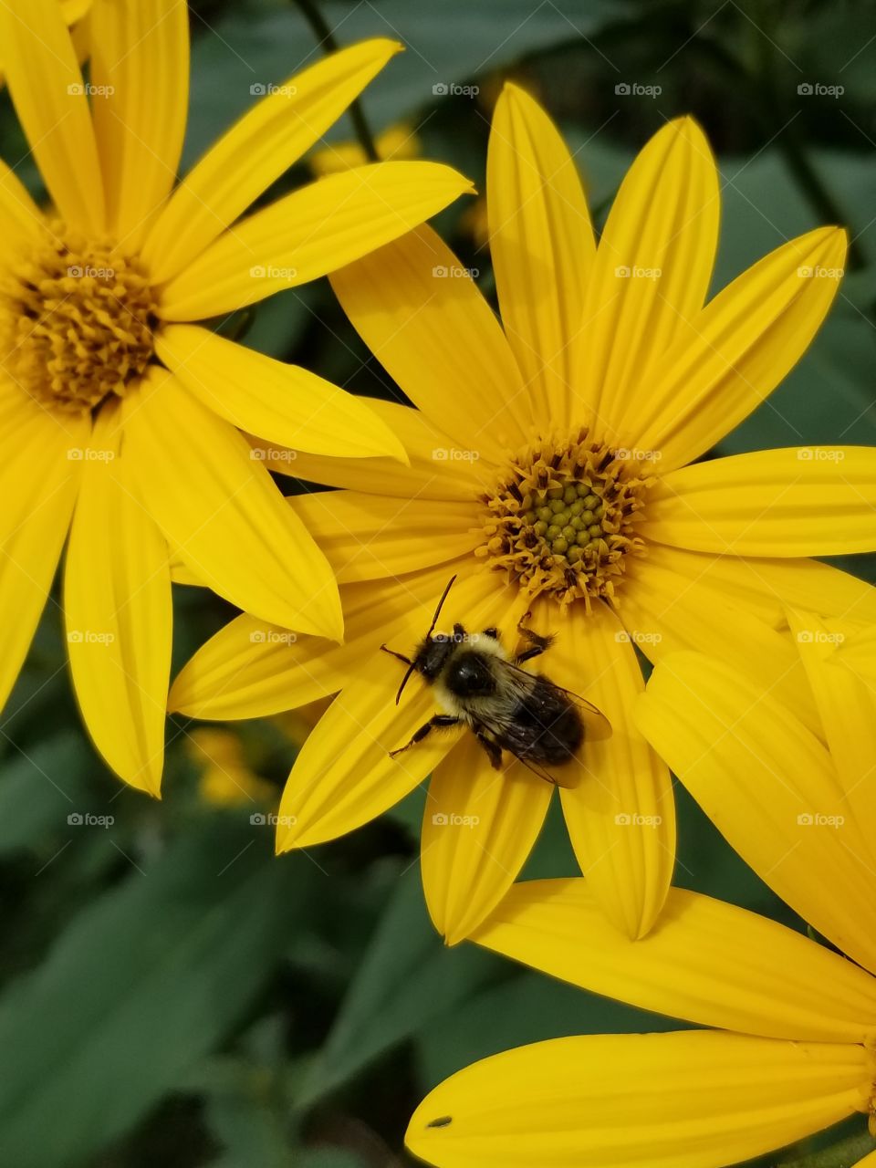 little bumblebee  on a mini sunflower
