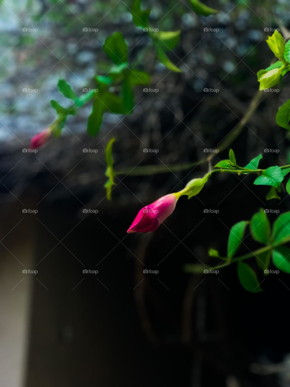 It’s so beautiful 🤩