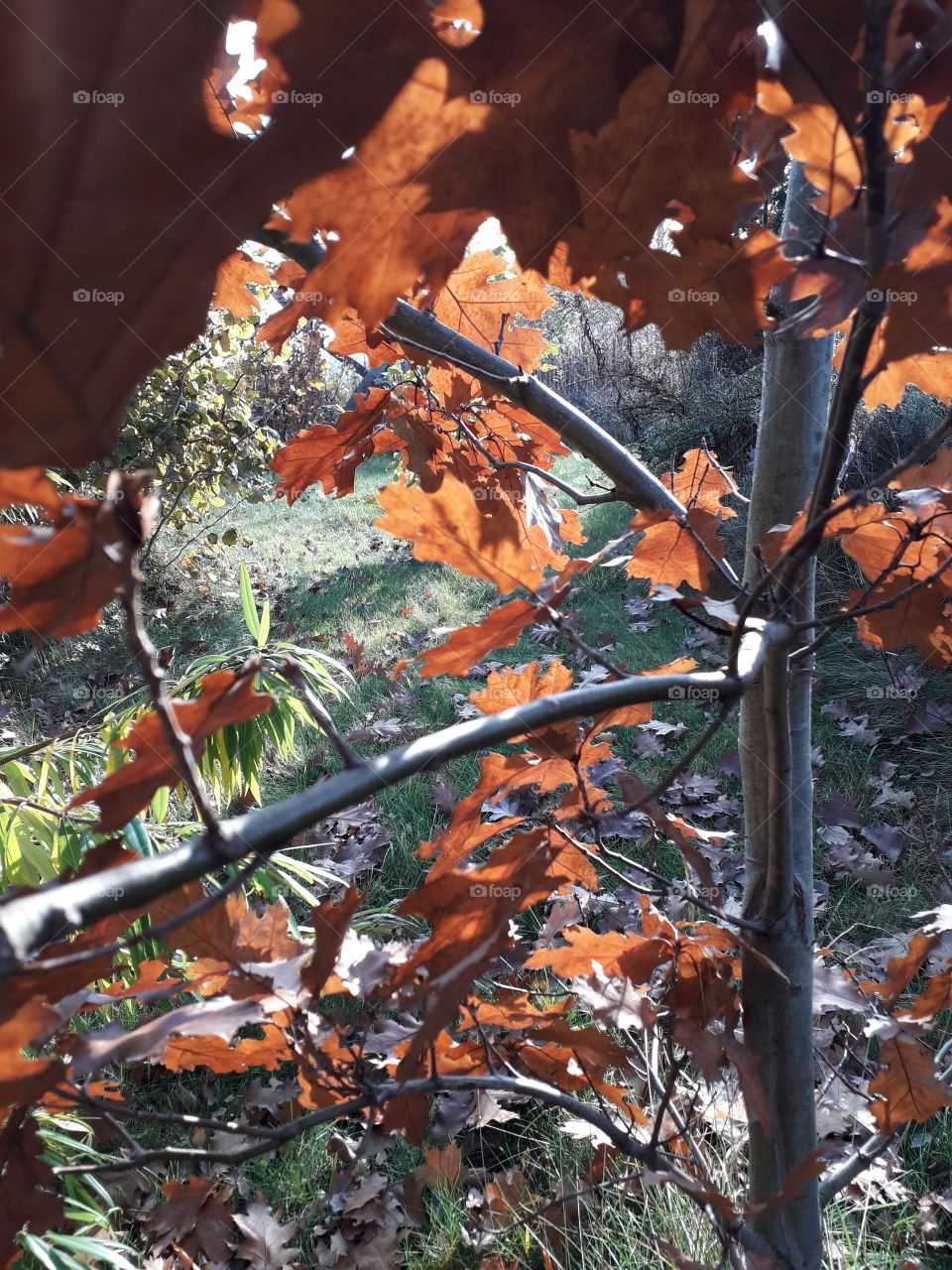 brown coloured oak leaves  against sunlit  autumn  garden