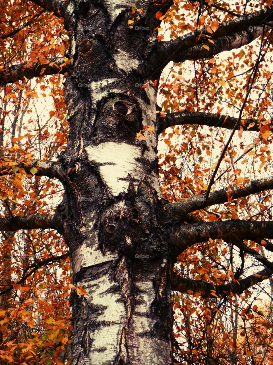 autumn tree