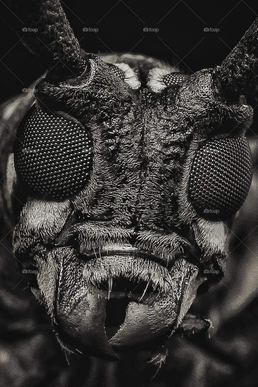 the face of long horned beetle