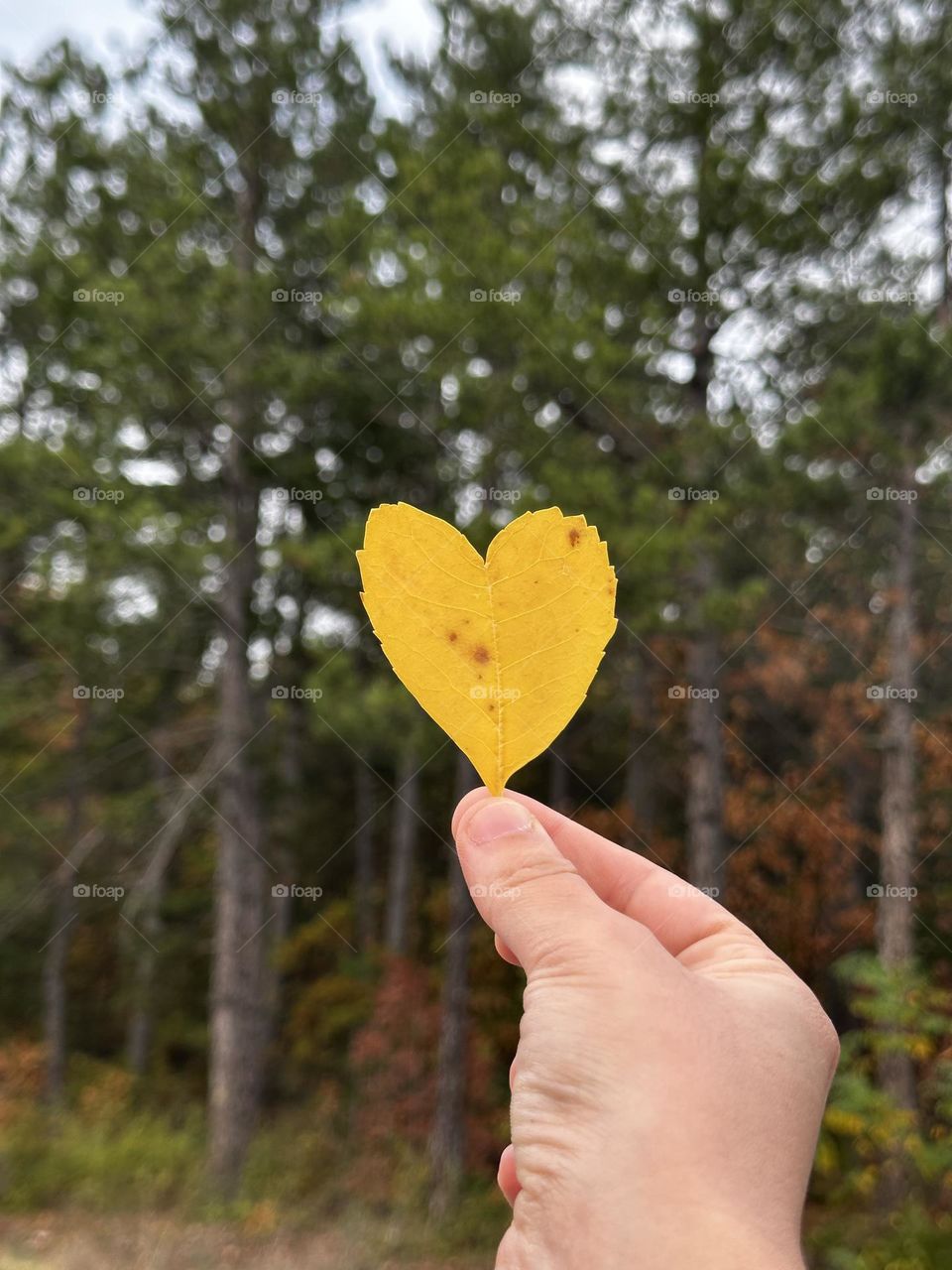 Heart shaped autumn leaf