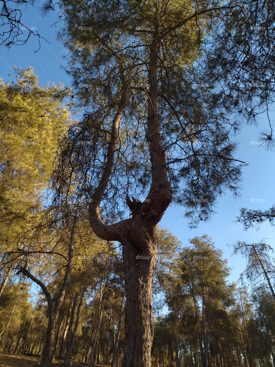 Strange tree in the forest