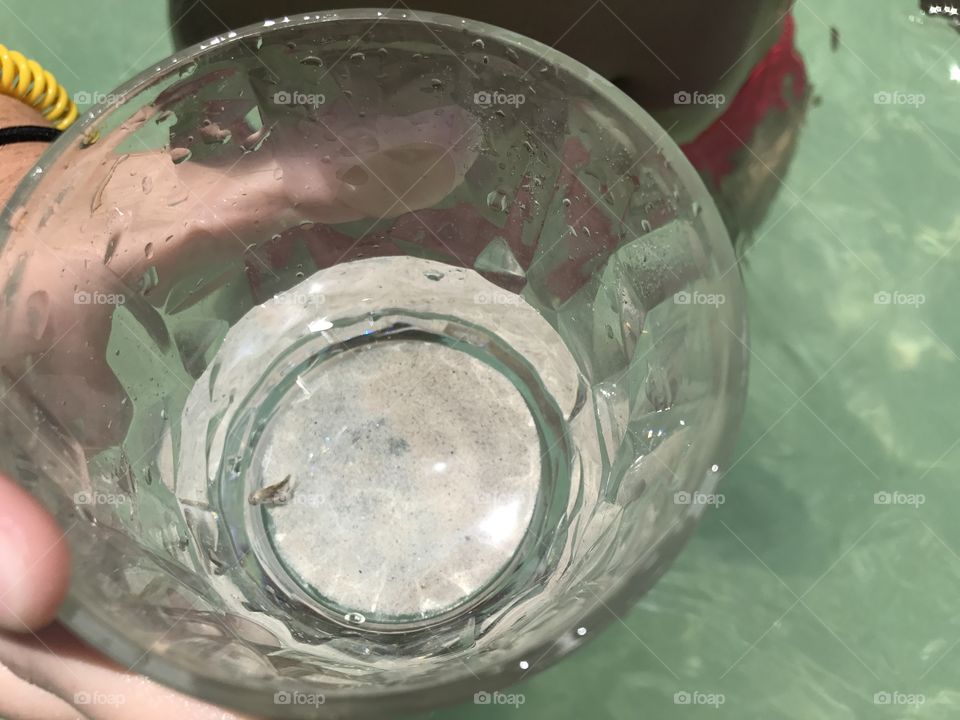 Fish in a cup