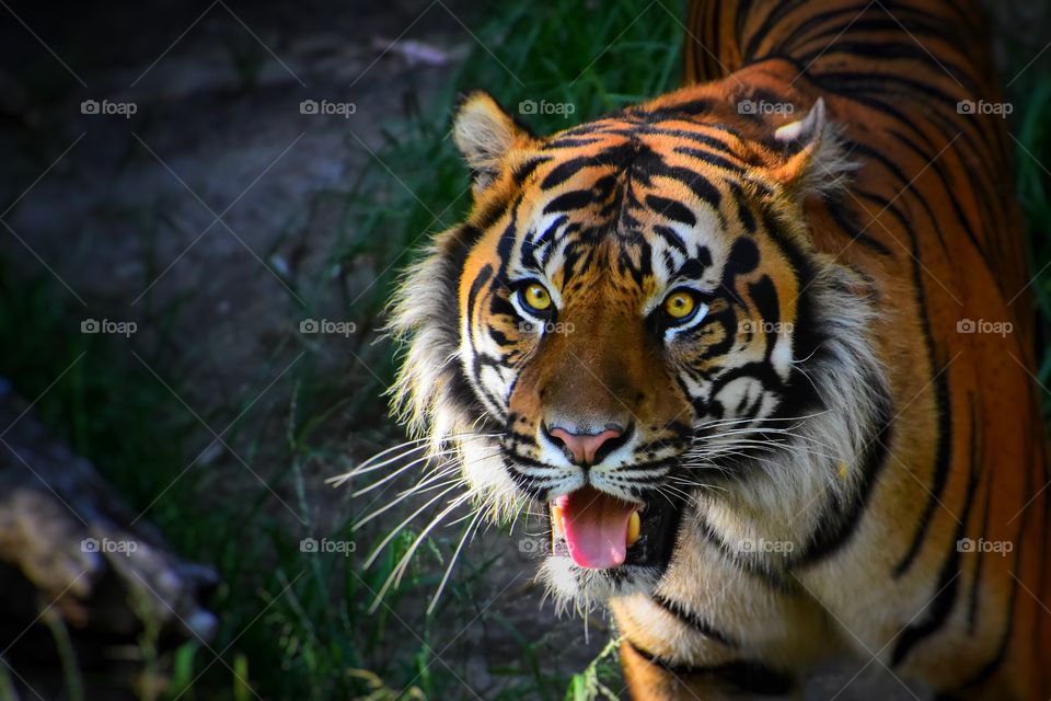 Tiger 