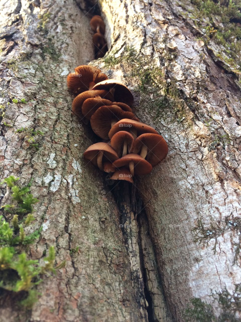 Mushrooms growing in a crevice of a tree