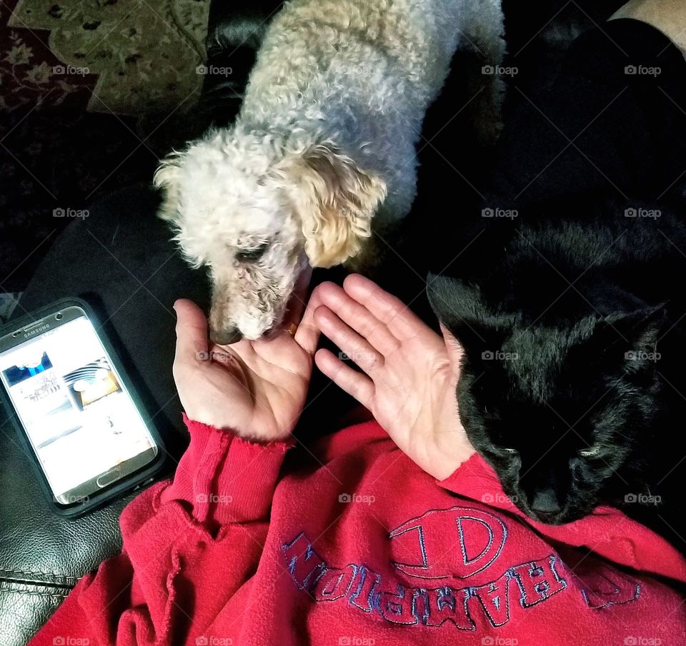 Poodle & Black Cat sitting on lap of woman. Her hands are open to them, her phone is open to Foap.