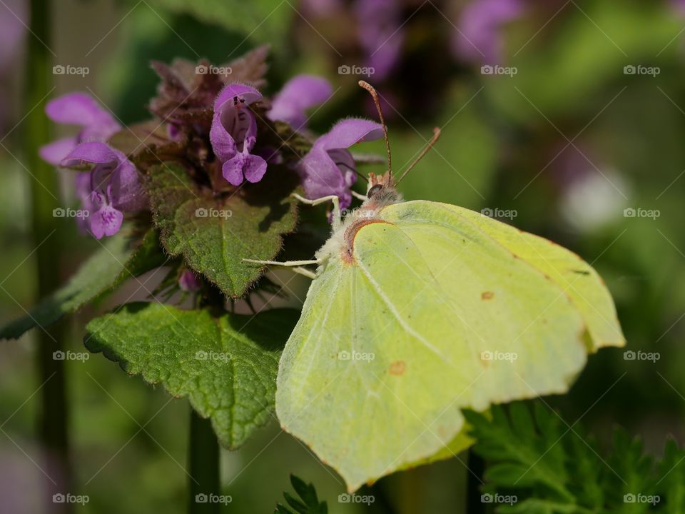 First spring butterfly