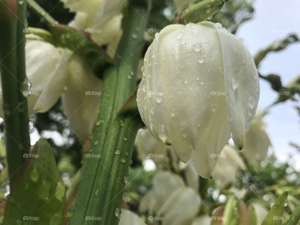White flower after rain 