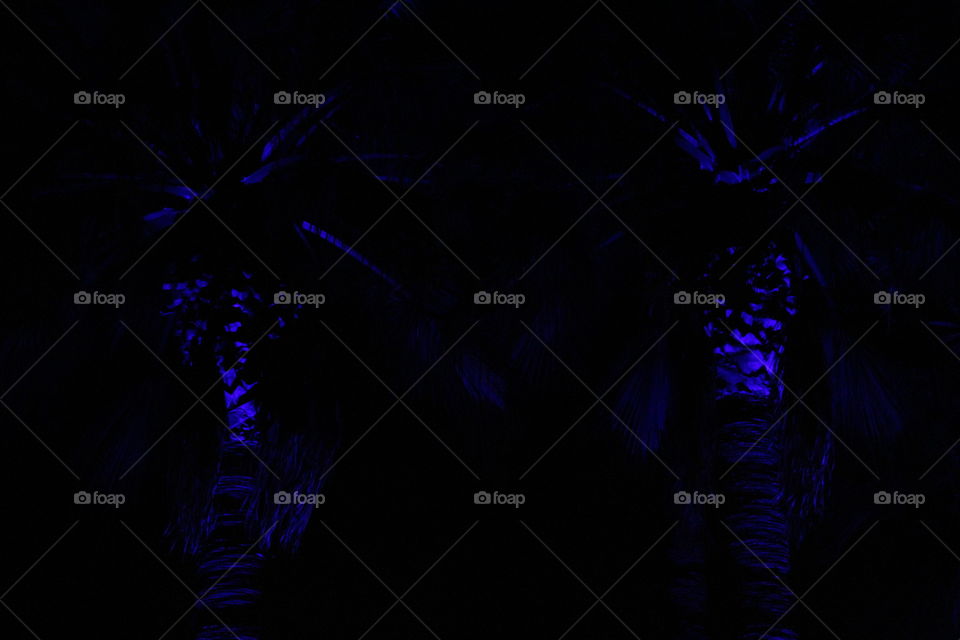 palm trees lit up with blue lights at night