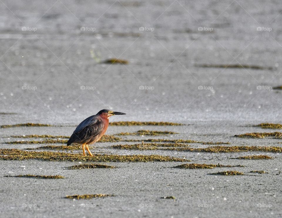 Green backed heron