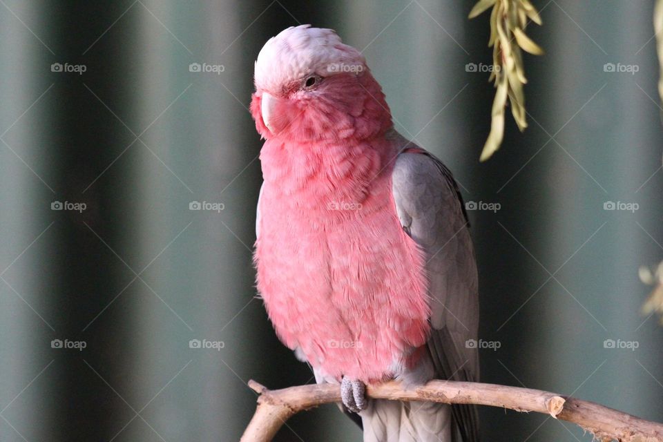 A pink and grey galah, perching on a stick, hunching silently, not wanting to be seen
