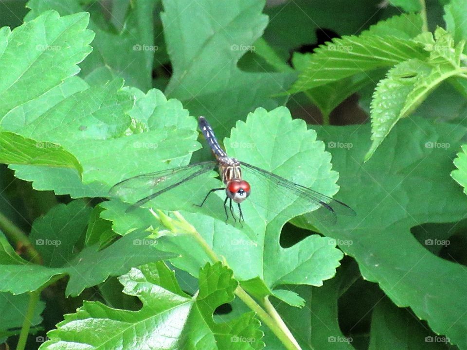 damsel fly