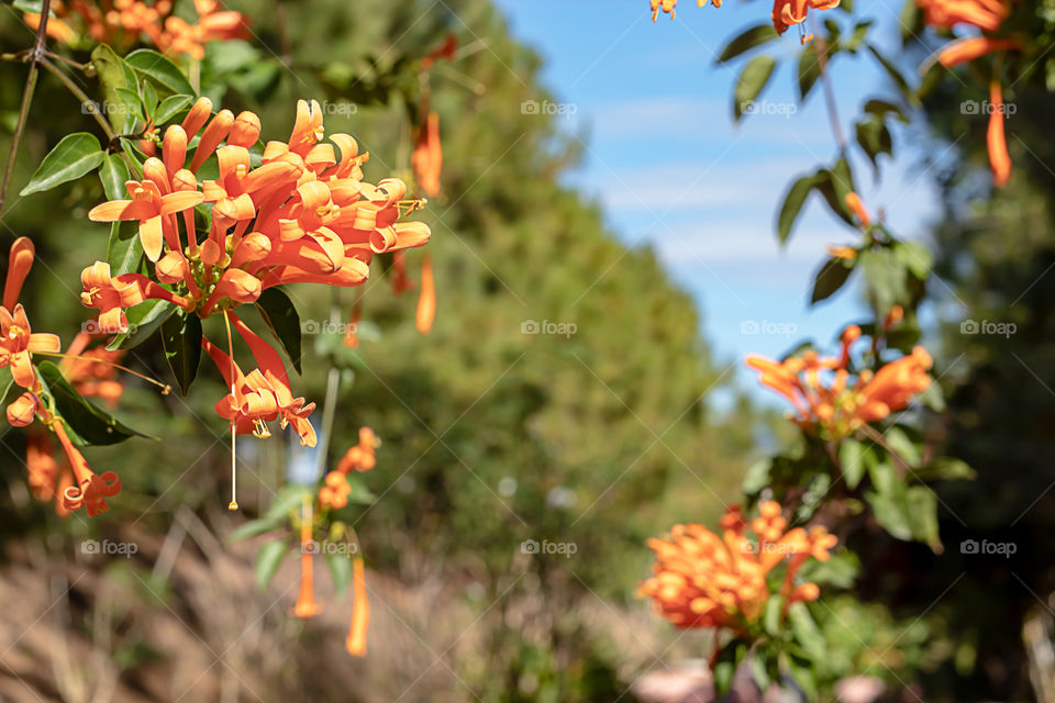 Beautiful orange flowers or Pyrostegia venusta in garden