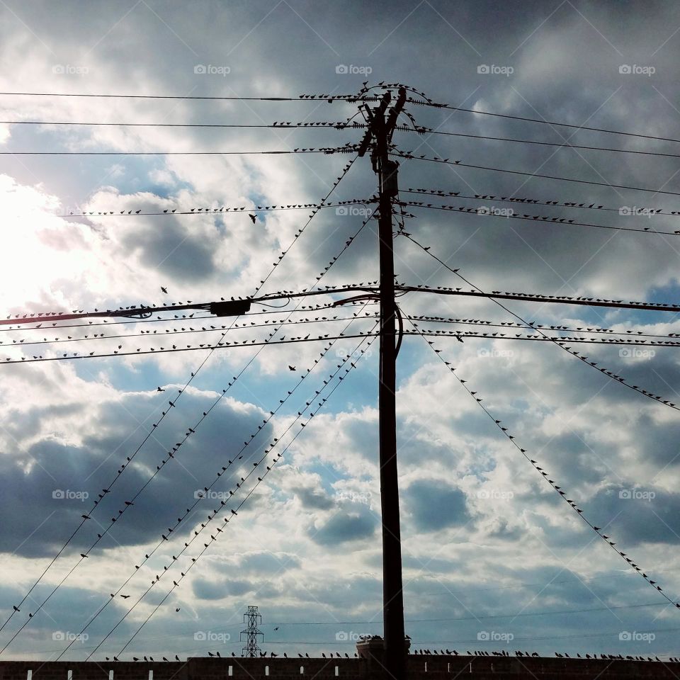 Birds on a wire