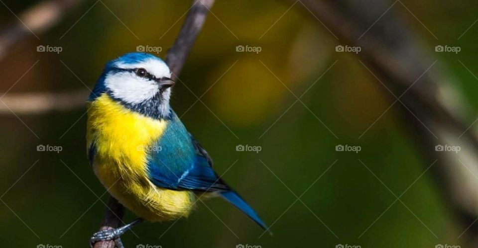 A bird does not sing because it has an answer, it sings because it has a song.