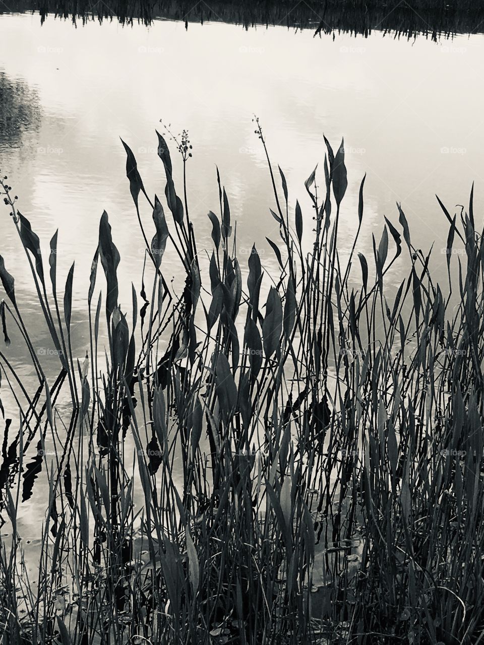 Pond view in black and white in Florida 