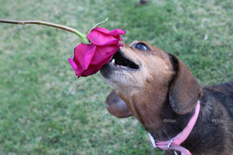 Doxie Rose