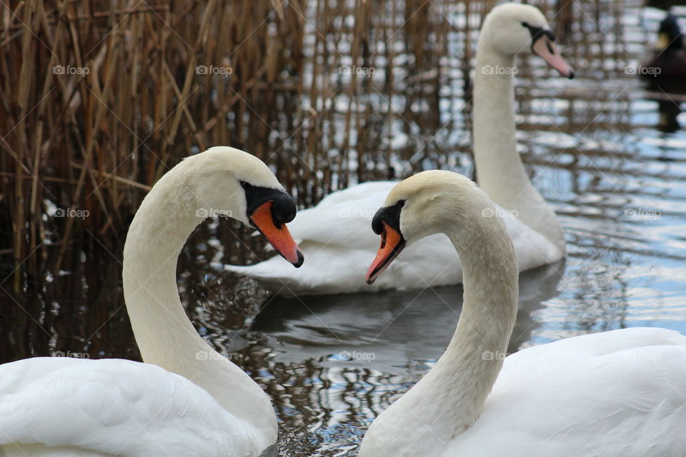 Lovely swans 