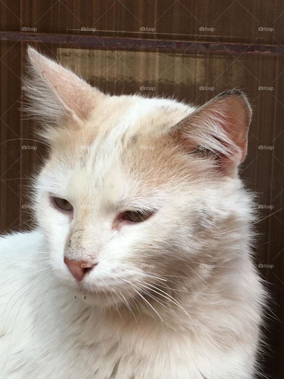 Beautiful cat looking at camera 