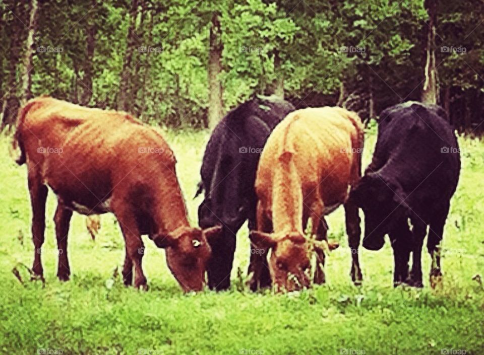 sweden red black trees by smartini65
