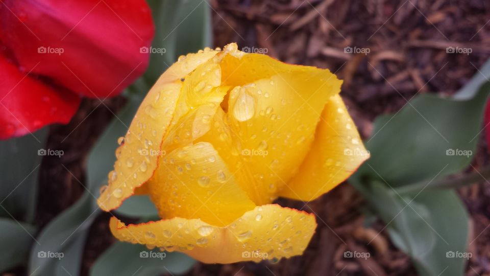 tulip. rainy day