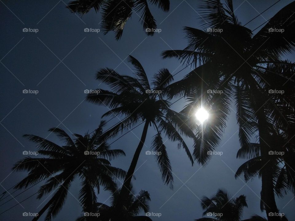 Beautiful coconut trees from Kokan!!