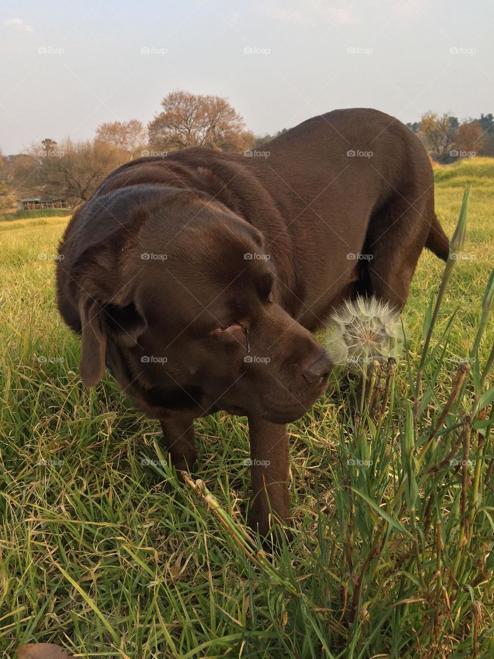 Labrador smelling dandelion 