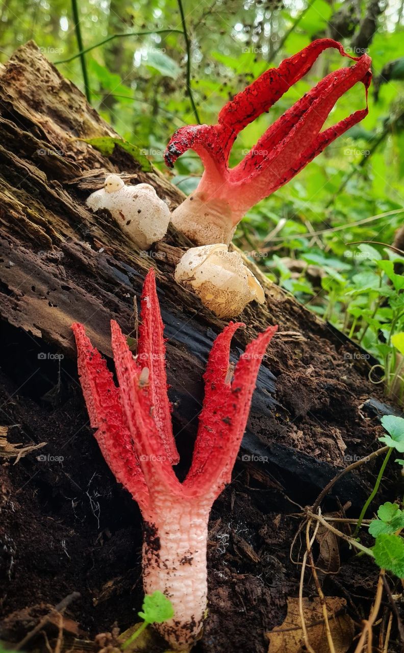 Bird mushroom