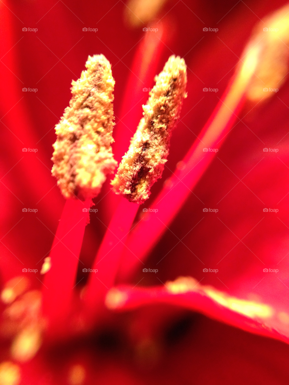 flower red blomma röd by elluca