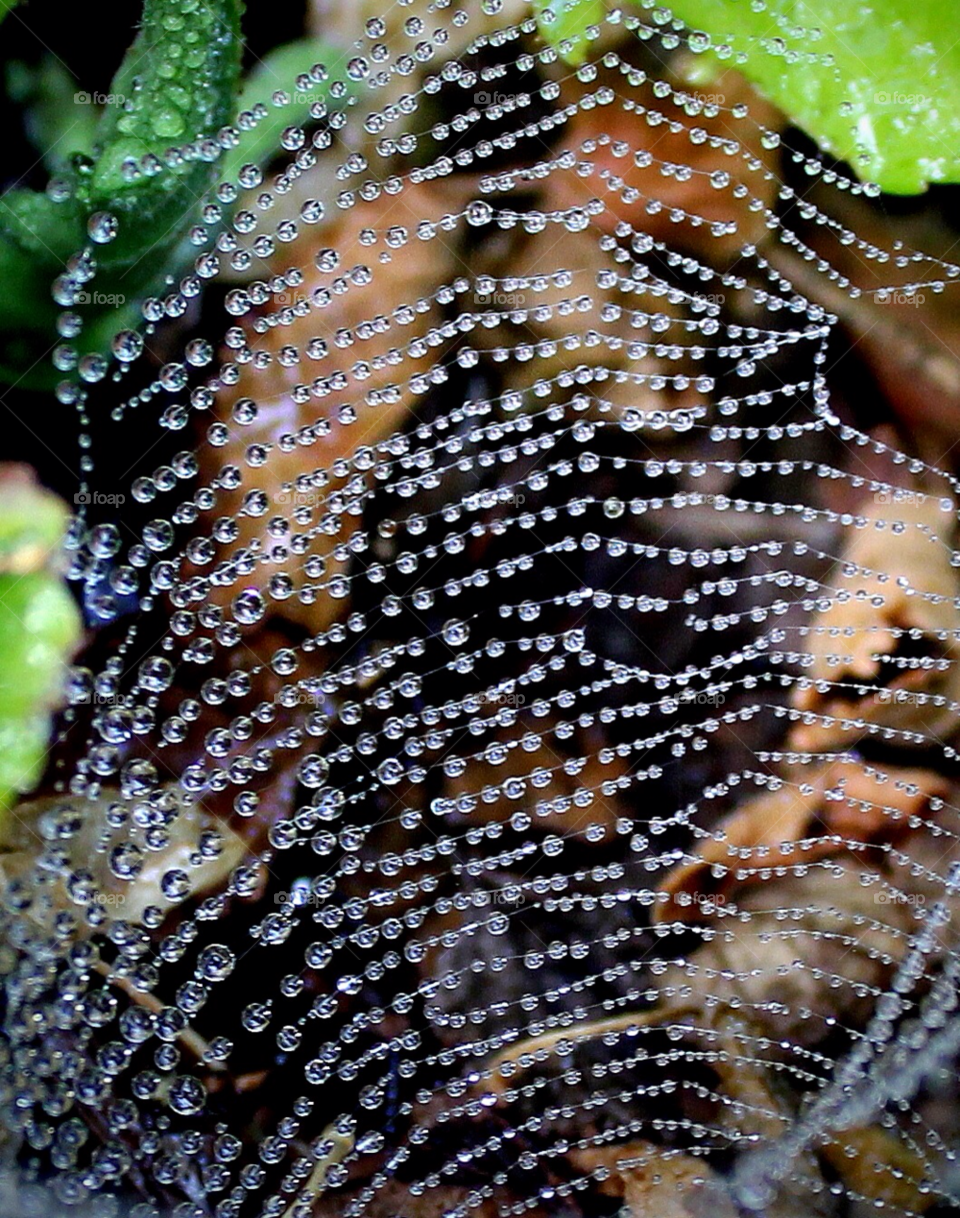 garden spiderweb yard water drops by stevehardley7